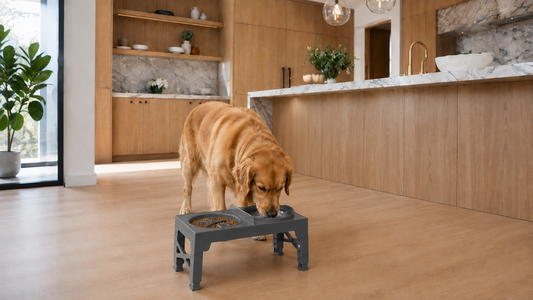 Cómo elegir la altura ideal del comedero para tu perro según su tamaño