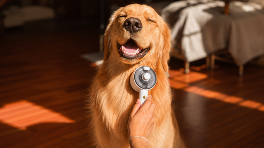 Cepillo a Vapor 4 en 1 para Mascotas: Bienestar y Cuidado Eficiente para Perros y Gatos