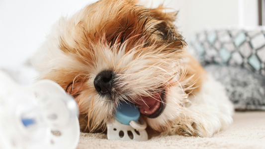 perros-juguetes-interactivos-salud-bienestar