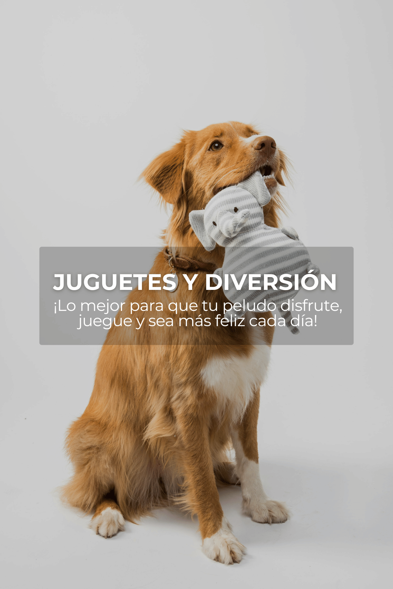 🧸 Juguetes y diversión